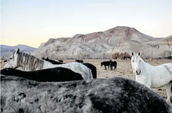  ?? Hilary Swift / New York Times ?? Horses rounded up by the Bureau of Land Management in Idaho. The federal program is short of funds and solutions to deal with the estimated 100,000 horses and burros on public lands.