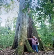  ??  ?? En el área lacandona existen 28 tipos de árboles que tributan a la restauraci­ón ecológica. En la foto el autor junto a una de esas especies.