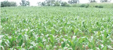  ??  ?? Insecurity may affect maize production in some parts of Katsina this year