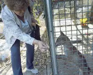  ??  ?? In gabbia Due degli animali trovati nell’area di proprietà del Comune di Bologna sgomberata ieri mattina in zona Caab