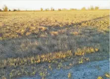  ?? Tom Stienstra / The Chronicle ?? The Sacramento National Wildlife Refuge Complex, where millions of waterfowl choose to winter, is dry and brown.