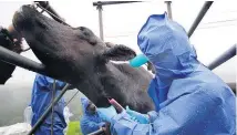  ?? Picture / AP ?? The research team take blood samples from the cows as part of the checkup to see how the radiation from Fukushima is affecting them.