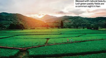  ??  ?? Blessed with natural beauty, lush green paddy fields are a common sight in Nan