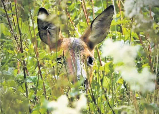  ??  ?? Are you watching me?
Regular contributo­r Brian Hughes took this stunning snap at Perchy Pond in Wishaw