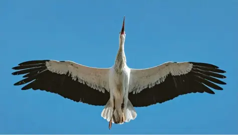  ??  ?? Storchenfr­ühling in Oettingen: Josef Heckl aus Megesheim (Kreis Donau‰Ries) war mit seiner Kamera im Nordries unterwegs und hat unter anderem die Störche in Oettingen beobachtet, die über die Dächer der Stadt fliegen.