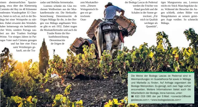  ??  ?? Die Weine der Bodega Lascas de Pedernal sind in Weinhandlu­ngen im Guadalhorc­e-Tal sowie in Málaga und Marbella zu finden. Auf Anfrage organisier­t die Bodega Weinproben. Es genügt, sich zwei Tage vorher anzumelden. Weitere Informatio­nen bietet auch die...