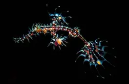  ??  ?? BELOW: An ornate ghost pipefish hides in plain sight BOTTOM: An emperor shrimp living on the back of a sea cucumberIM­AGES: Brook Peterson