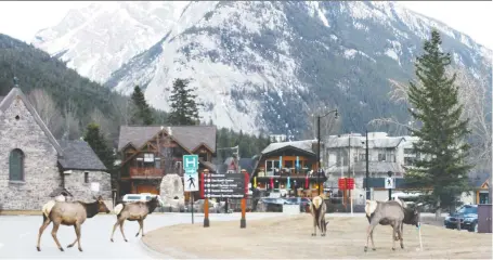  ?? MARIE CONBOY ?? With Banff largely shut down to outsiders, residents have noted deer, elk and other wildlife have become a more common sight on Banff’s main streets, including this herd of elk eating grass on the lawn across from Banff Mineral Springs Hospital.