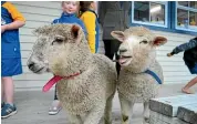  ?? CATHERINE GROENESTEI­N/STUFF ?? The lambs and their young caregivers will be at Matapu School’s annual pet day and gala on Saturday.