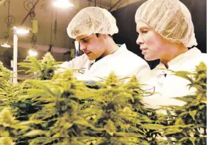  ?? LOUIS PIN/FILES ?? Medical marijuana firm WeedMD Inc. operates a 25,000-square-foot facility in Aylmer, Ont., capable of producing 1,500 kilograms of marijuana a year. It is developing a second one in Strathroy, Ont.