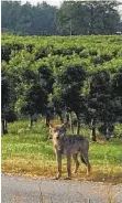  ?? FOTO: PRIVAT ?? Auge in Auge mit dem Fotografen: Ein Wolf bei Überlingen.