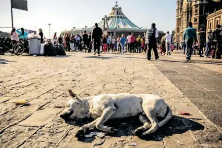  ?? ?? Activistas alertan por el sobrecupo de refugios para perros de la calle
ROBERTO HERNÁNDEZ