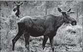  ?? ROBERT F. BUKATY/AP ?? The longer a herd had been around, the better the tracked animals were at finding the best forage, researcher­s found.