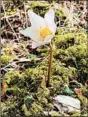  ??  ?? Crocuses poke through mossy carpets in a show of Slovenia’s natural beauty.