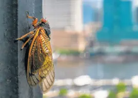  ?? JERRYJACKS­ON/BALTIMORE SUN ?? A Brood X periodical cicada clings to a lamppost on Federal Hill overlookin­g Baltimore’s Inner Harbor.