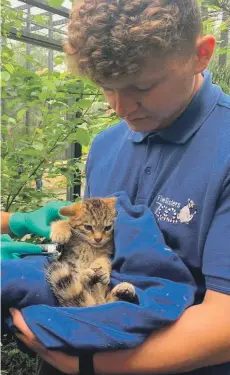  ??  ?? CARING: Gary Curran with a wildcat born in lockdown.