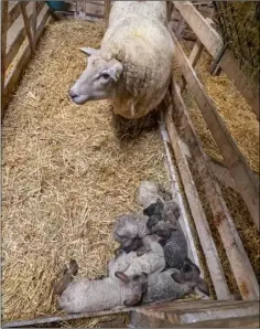  ??  ?? The six lambs and their mother are healthy.