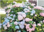  ?? STAFF ARCHIVES ?? Gardening in a small space? Try new, smaller varieties of hydrangea, above, clematis, roses, berries and conifers.