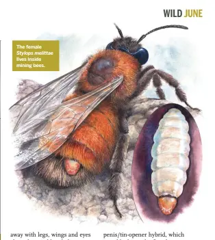  ??  ?? The female Stylops melittae lives inside mining bees.