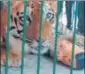  ?? HT PHOTO ?? The tiger lost a paw after being caught in a steel trap.
