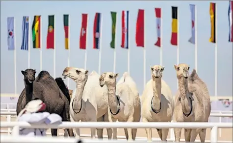  ?? ?? Los camellos que optan al certamen de belleza de Mzayen, en el que participan ejemplares de varios países.