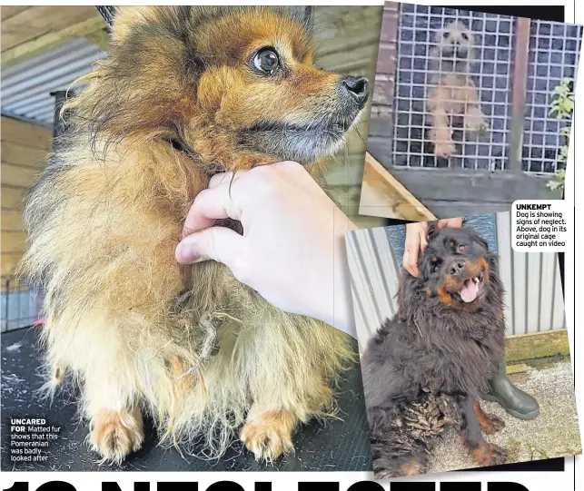  ?? ?? UncaReD foR Matted fur shows that this Pomeranian was badly looked after
UnKeMPT Dog is showing signs of neglect. Above, dog in its original cage caught on video