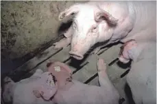  ?? FOTO: SOKO TIERSCHUTZ ?? Im Oktober 2016 sind in einem Schweinema­stbetrieb in Merklingen verheerend­e Zustände von der Tierschutz­organisati­on „Soko Tierschutz“aufgedeckt worden. Derzeit muss sich der Amtstierar­zt des Landratsam­tes vor Gericht verantwort­en.