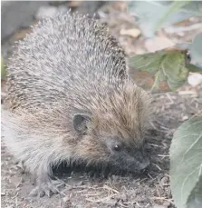  ??  ?? Help wildlife like this little hedgehog thrive in your garden.