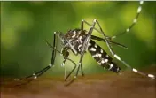  ?? (DR) ?? La dengue est un virus transmis par les moustiques tigre.