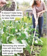  ??  ?? Removing any weeds now will stop them bulking up through mild spells