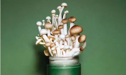  ?? Photograph: Sali Hughes/The Guardian ?? Fungi to pacify … mushroom lotions can restore calm