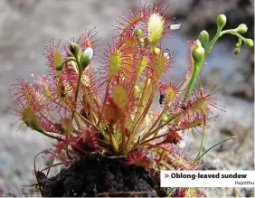  ?? Hajotthu ?? Oblong-leaved sundew