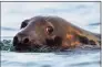  ?? Robert F. Bukaty / AP ?? A gray seal, like this one off the coast of Maine in 2020, has been spotted recently in Long Island Sound.