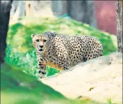  ?? AFP ?? A male African cheetah released at his enclosure at the Nehru Zoological Park in Hyderabad.