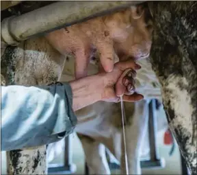  ??  ?? Seuls 4000 éleveurs ont adopté la démarche « Ferme laitière bas carbone ».