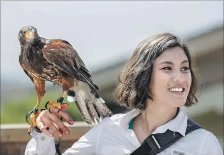  ?? Photograph­s by Robert Gauthier Los Angeles Times ?? ROXANNE WORD and Floyd patrol the Montage. Falconers have also been used at U.S. Bank Tower and the L.A. County Museum of Art.