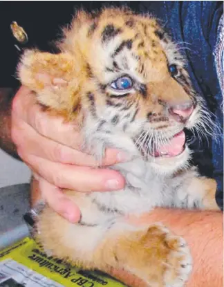  ?? Picture: AP ?? A US Customs and Border Protection agent holds a male tiger cub that was confiscate­d at the US border crossing at Otay Mesa.