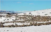  ?? PHOTO: GEORGE EMPSON ?? Snow storms and feeding out are all part of the winter routine for high country farmers.