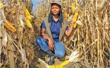  ?? Supplied ?? ABOVE:
Njabulo Mbokane grows nongenetic­ally modified maize on contract for South African Breweries.