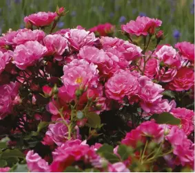  ??  ?? Above Garden roses are budded onto understock (left) or cutting grown (right). Below e Flower Carpet series of roses are all cutting grown and sold in pink pots.