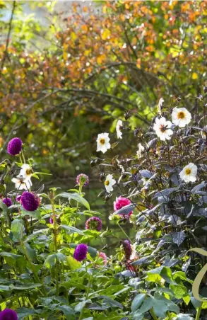  ??  ?? PREVIOUS PAGES The fiery autumn shades of Acer palmatum ‘Garnet’ and ‘Osakazuki’ light up the garden. As this site slopes dramatical­ly, Ginny and Jon have introduced terracing