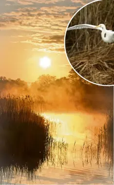  ??  ?? Above: Sunrise over the Somerset Levels Circle: The Levels were home to the UK’s breeding pair of great white egrets first