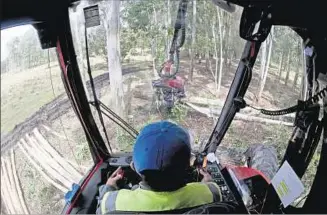  ??  ?? FORESTAL. Es una cadena con mucho potencial más allá de la producción de pasta de celulosa.