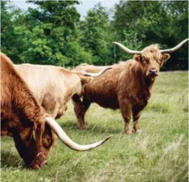  ?? FOTO: MIKAEL ANDERSSON ?? STORA HORN. Highland cattles är ungefär lika stora som vanliga mjölkkor men ger ett större intryck med sin päls och sina horn.