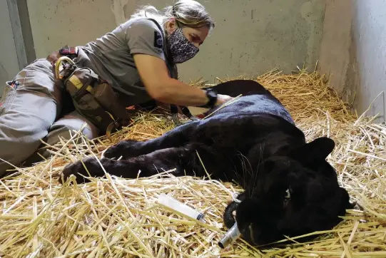  ?? GUNTER NOWAK ?? Katja Koeppel treats a panther at the Onderstepo­ort Wildlife Sanctuary Clinic, which treats injured or sick wild animals in South Africa.