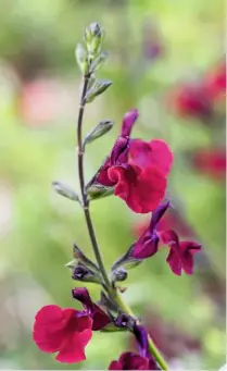  ??  ?? Salvia ‘Nachtvlind­er’ arose at a Dutch nursery and produces dark maroon-purple flowers over a long period. It gives off a scent of blackcurra­nt.