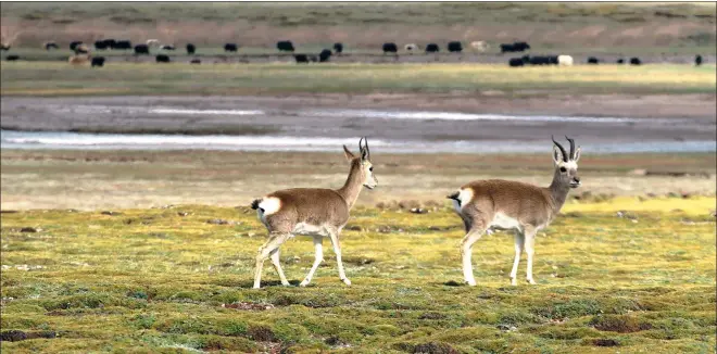  ?? PHOTOS PROVIDED TO CHINA DAILY ?? The Hoh Xil National Nature Reserve in Qinghai province is the country’s most biological­ly diverse area. It’s home to many species, including the Tibetan antelope.