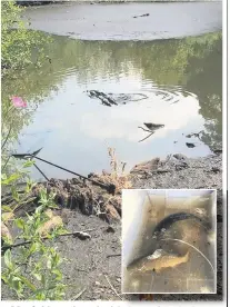  ??  ?? Mayfield pond partly dried out after the hot weather, and inset two of the carp rescued by Lauren Beard