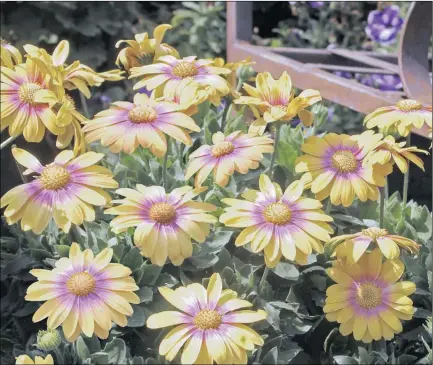  ??  ?? ROMANTIC TOUCH: Osteosperm­um plants are indigenous to South Africa and characteri­stically, the blooms close at night