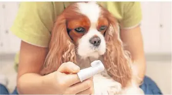  ?? FOTO: GETTY IMAGES/TATSIANA VOLKAVA ?? Fingerzahn­bürsten eignen sich besonders gut, um die Zähne von Hunden zu putzen.